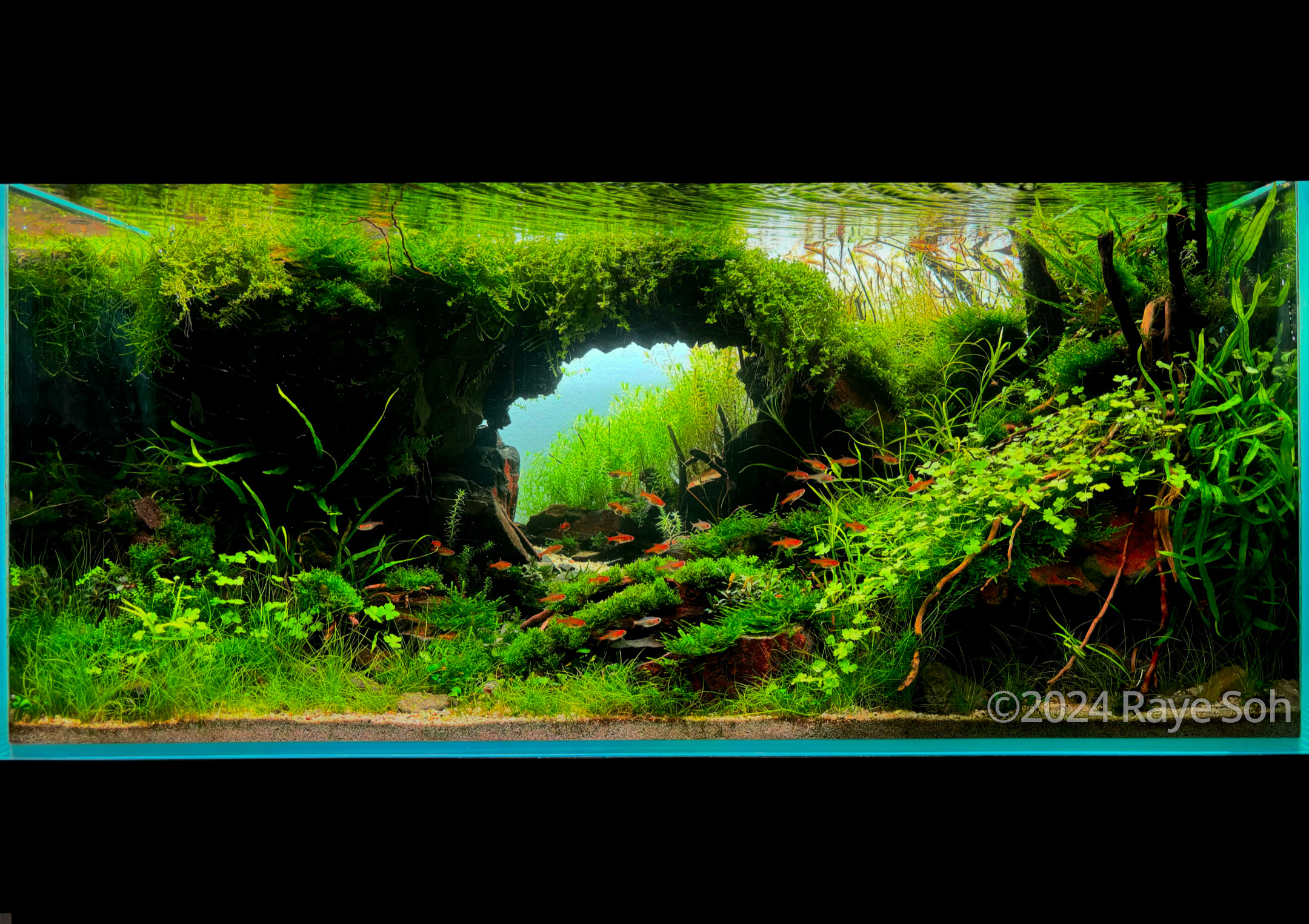 #72 A Tropical Dream by Raye Soh, Singapore