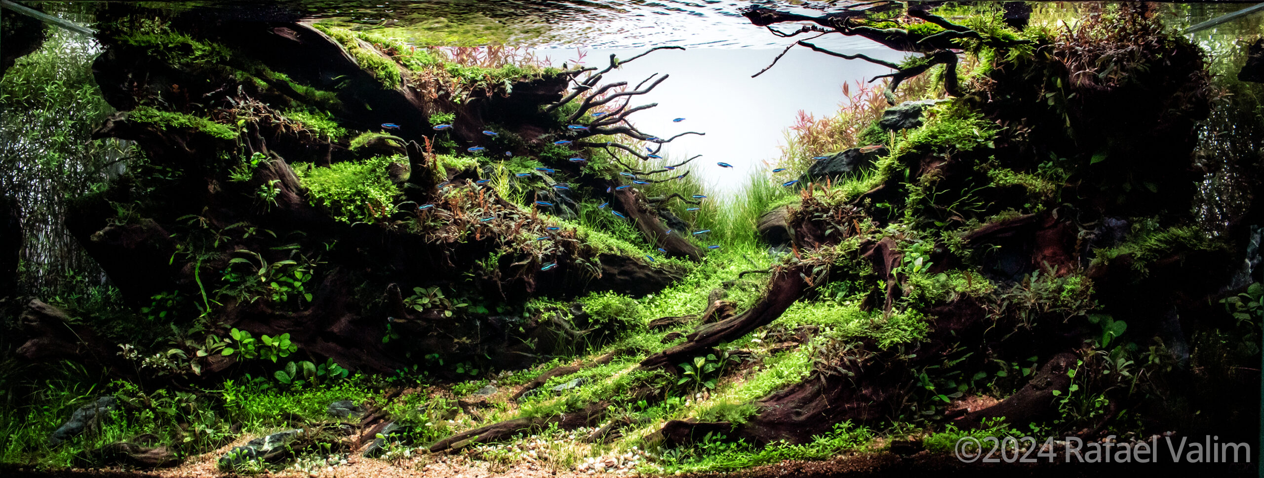 #74 Life After Shadows by Rafael Valim, Brazil