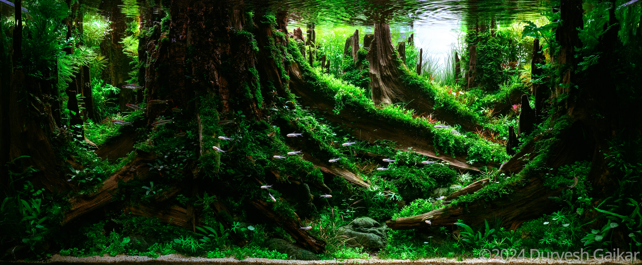 #77 Inspired by nature by Durvesh Gaikar, India