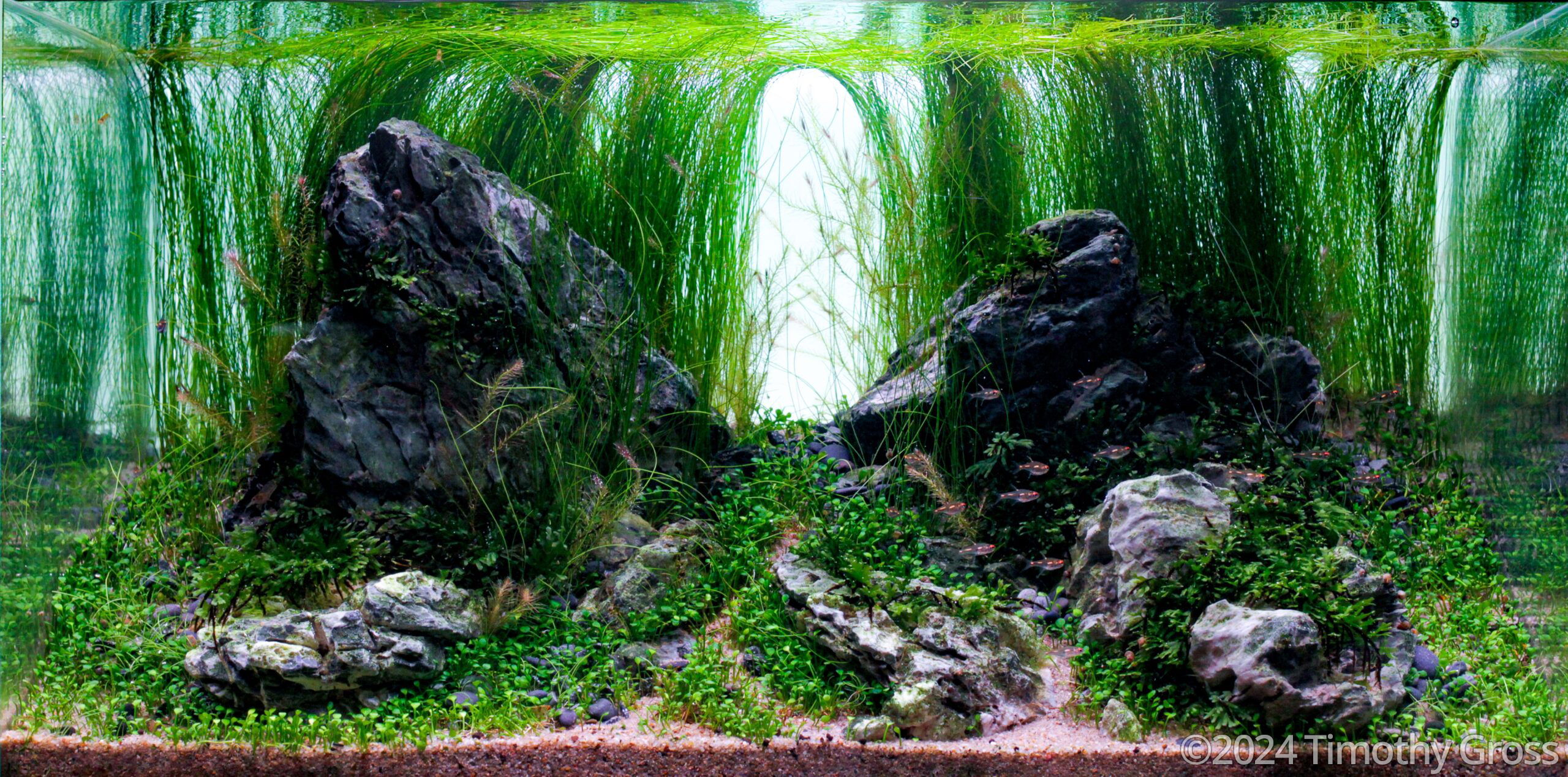 #80 Finding Fireflies by Timothy Gross, United States of America