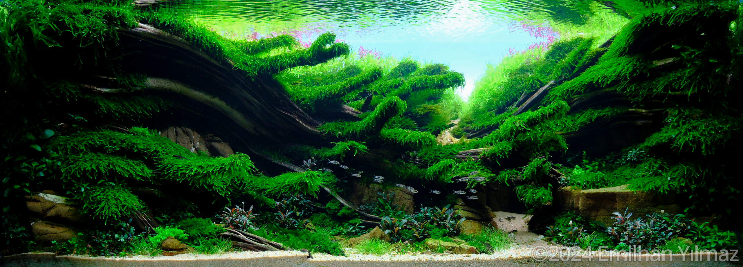 #89 The Balance Of Nature by Emilhan Yılmaz, Turkey