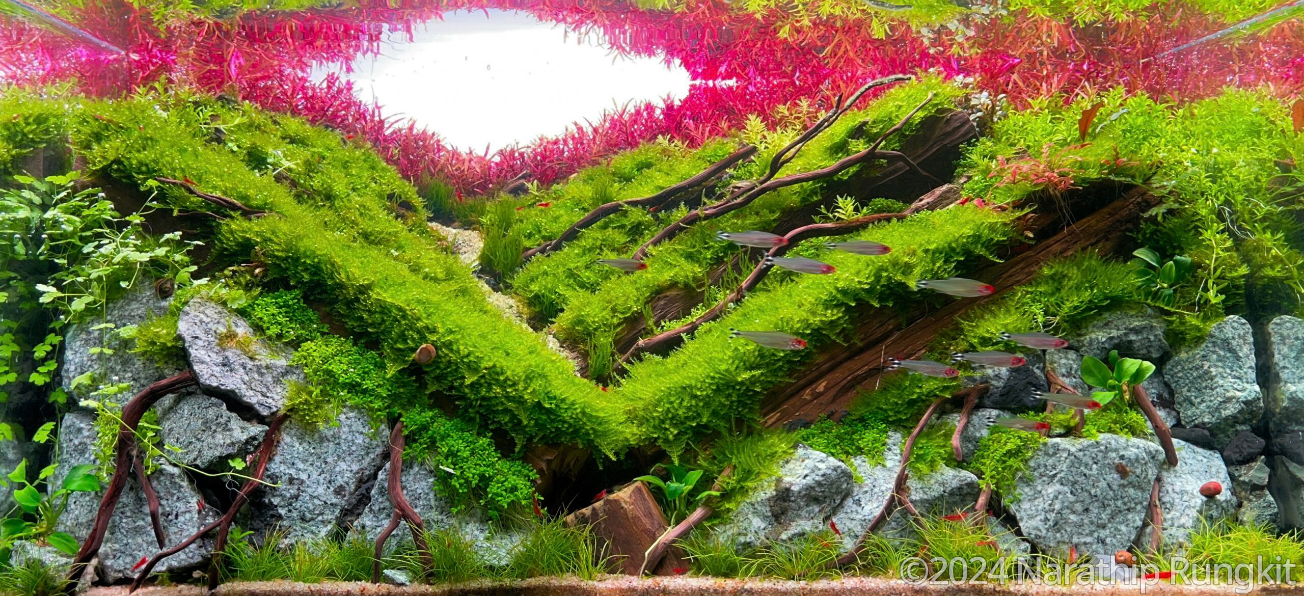 #92 Valley of dream by Narathip Rungkit, Thailand